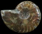 Flashy Red Iridescent Ammonite - Wide #52342-1